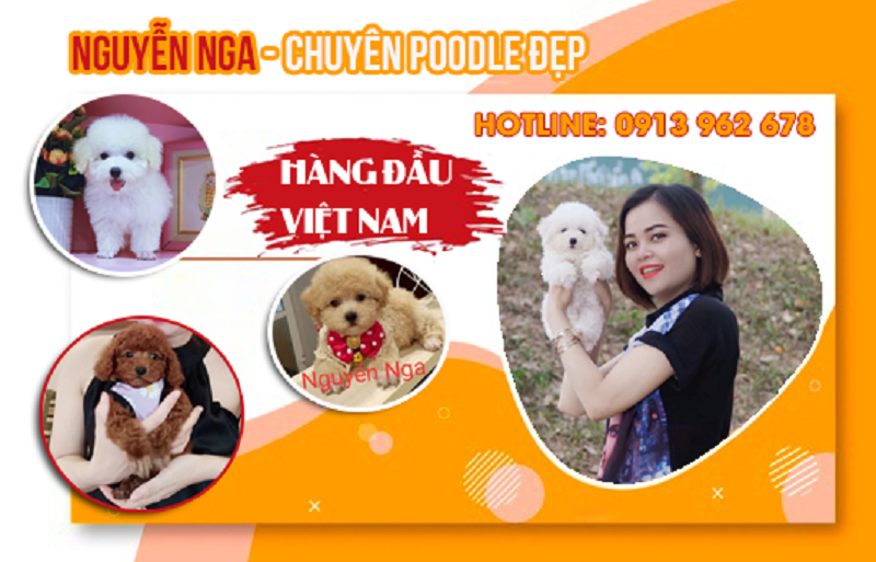 Bạn sẽ đón được bé chó poodle ưng ý khi đến với cửa hàng chó cảnh Nguyễn Nga