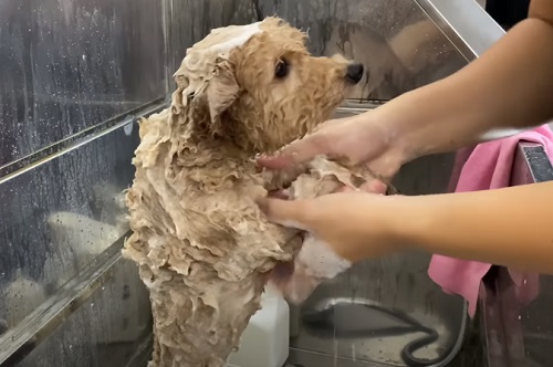 Cách tắm cho chó Poodle đúng cách, tư vấn chọn sữa tắm