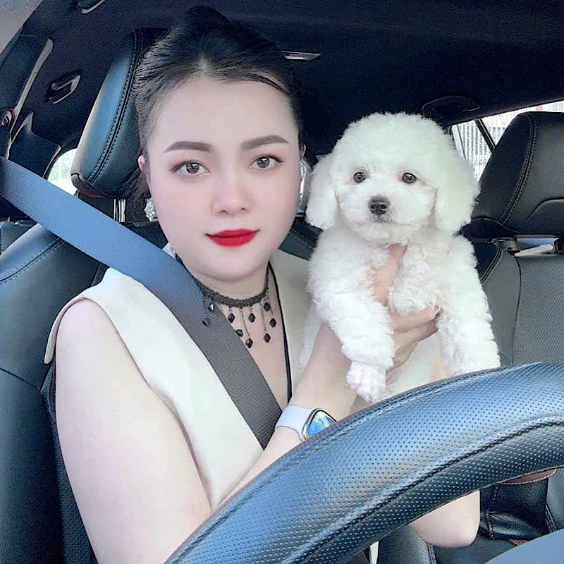 Chó Poodle – PM 16890