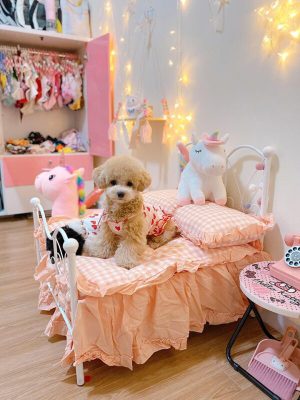 Chi phí nuôi Chó Poodle từ bé đến trưởng thành đầy đủ nhất!