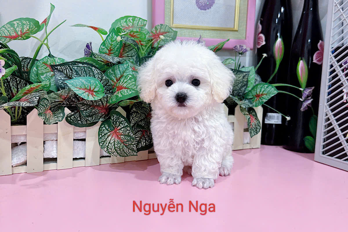 Bảng Giá Chó Poodle