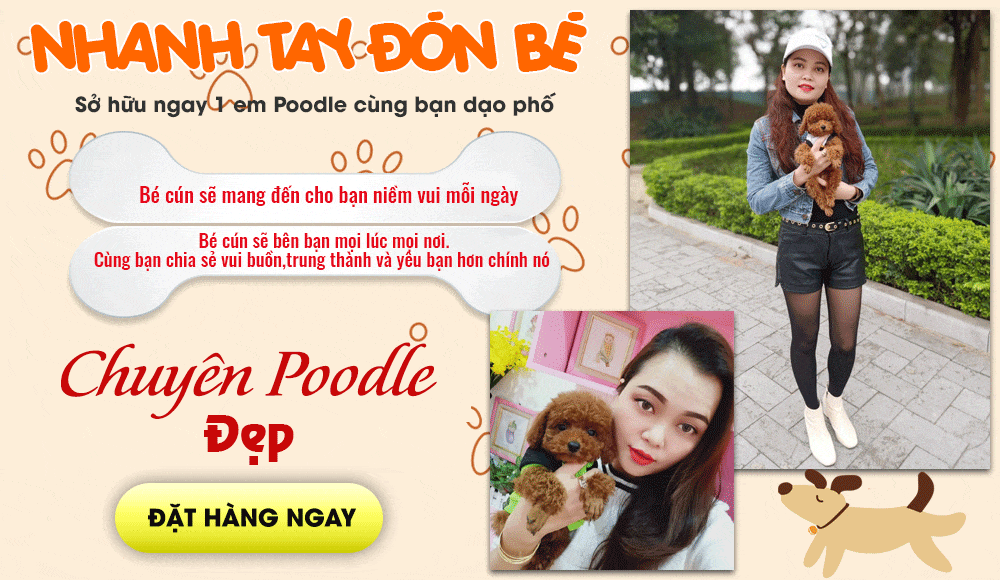 Địa Chỉ Bán Chó Cảnh  Tại Hà Nội - Shop Chó Cảnh Uy Tín Hà Nội