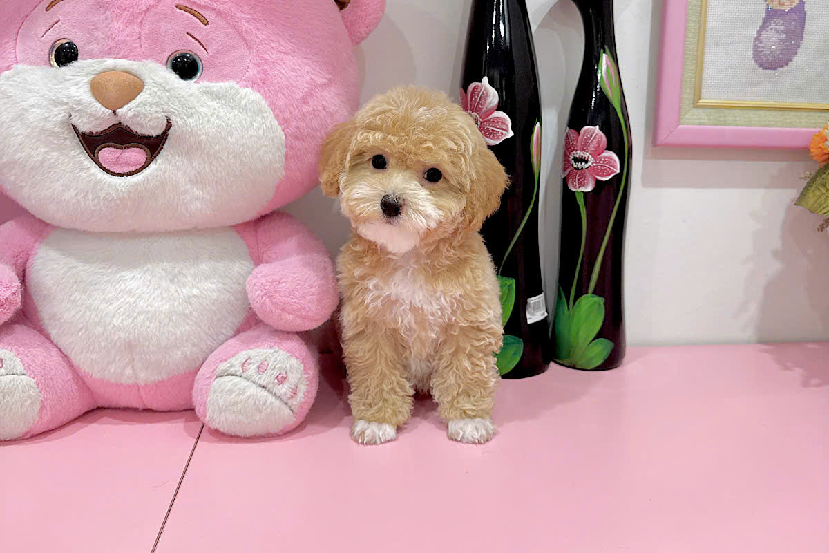 Giá chó Poodle năm 2026