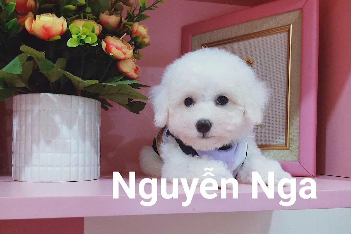 Bán Chó Poodle- Cửa Hàng Bán Chó Poodle Hà Nội.
