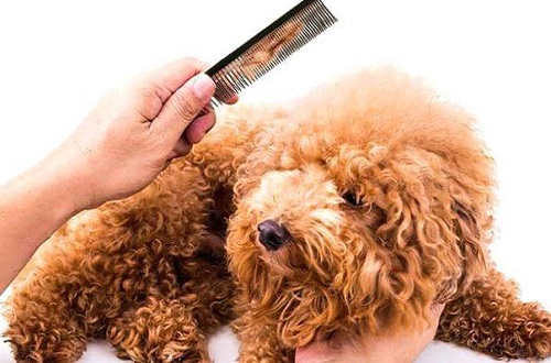cách tắm cho chó Poodle