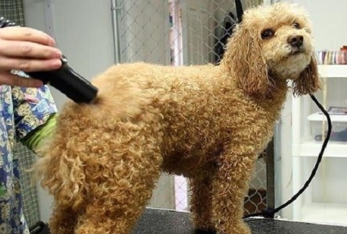 làm khô lông poodle