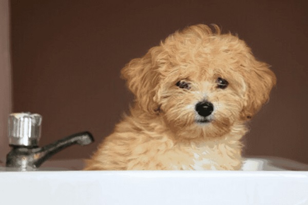 cách tắm cho Poodle