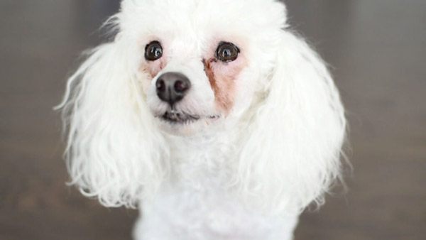 Tại Sao Chó Poodle Bị Chảy Nước Mắt Và Cách Khắc Phục Như Thế Nào?