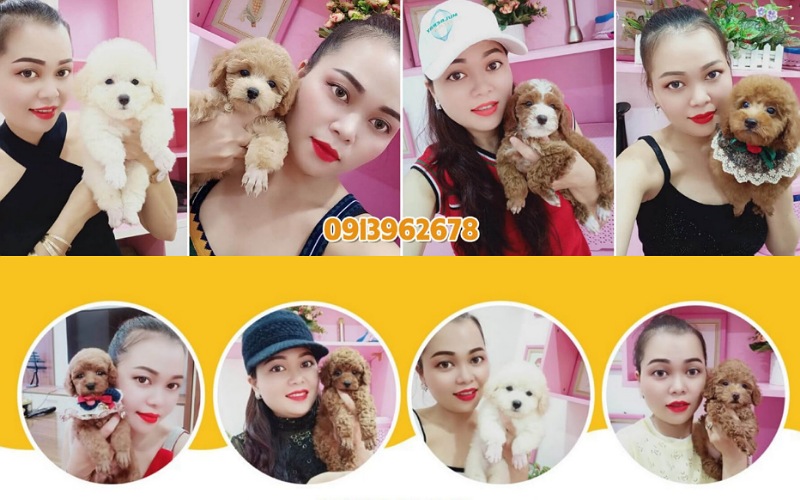 Mua Chó Cảnh Poodle Ở Đâu Chất Lượng, Uy Tín, Giá Tốt: 3 Điều Dễ Nhận Biết