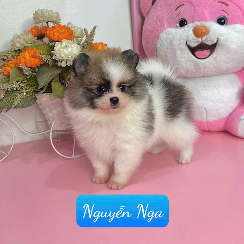 Mua Chó Poodle Hà Nội | Shop Chó Cảnh Poodle uy tín - Poodle.com.vn