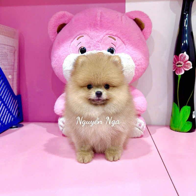 Poodle Socola: Đặc điểm, giá bán, cách chọn mua cún