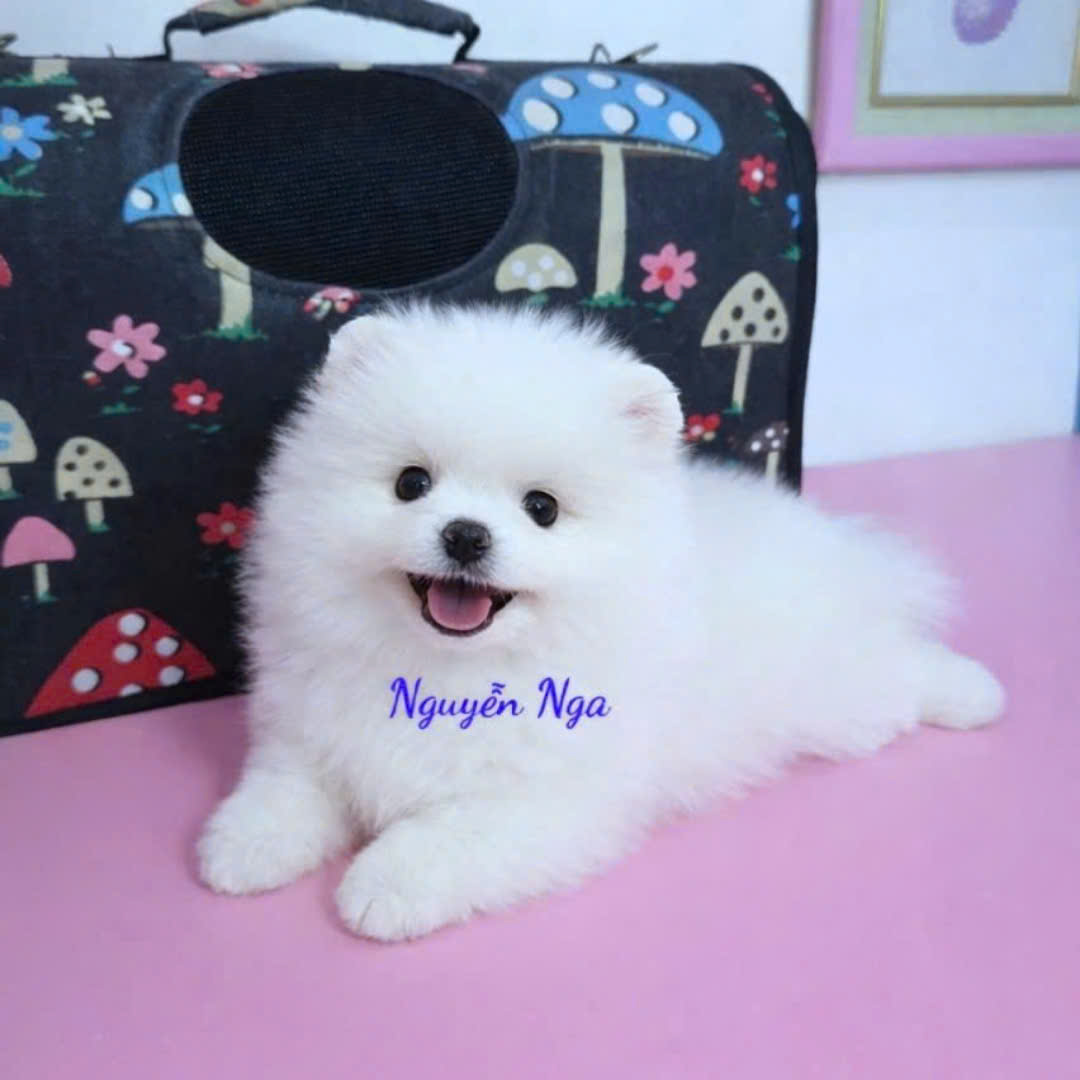 Chó Phốc Sóc - PST 18130