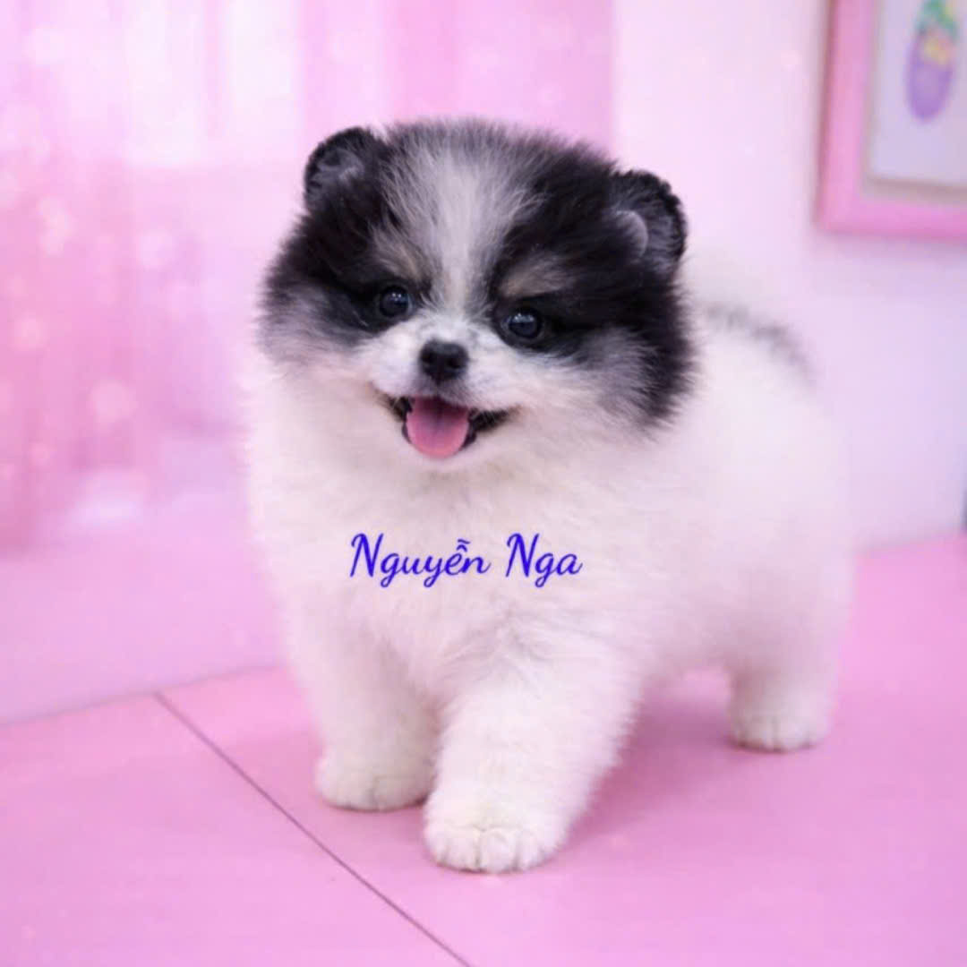 Chó Phốc Sóc - PSPD 16138