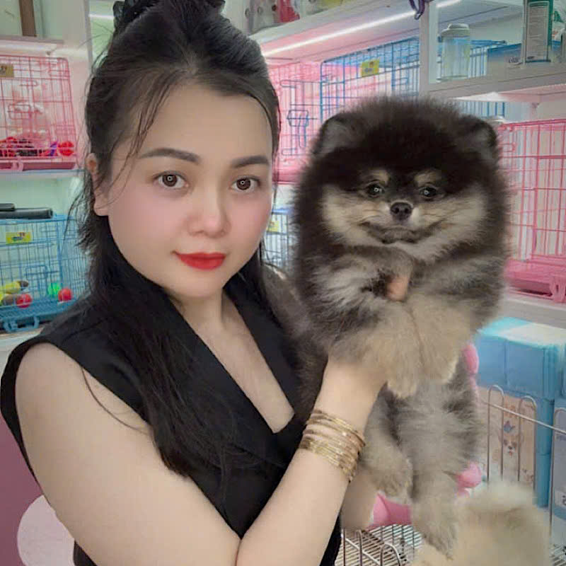 Chó Phốc Sóc - PST 16002