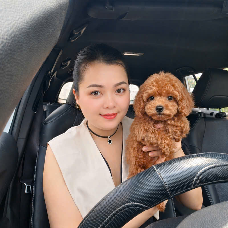 Chó Poodle – PM 16890