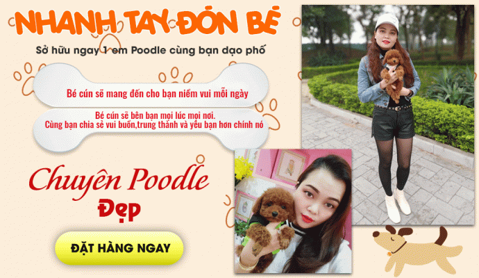 mua-cho-poodle mua-cho-poodle