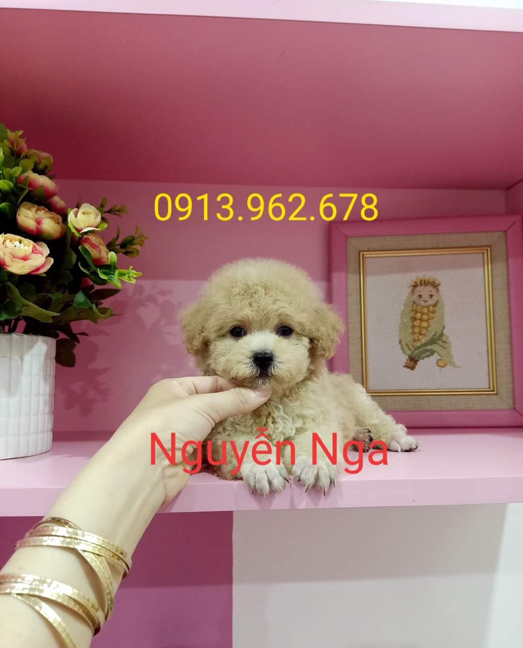 Chó Poodle – PM 16890