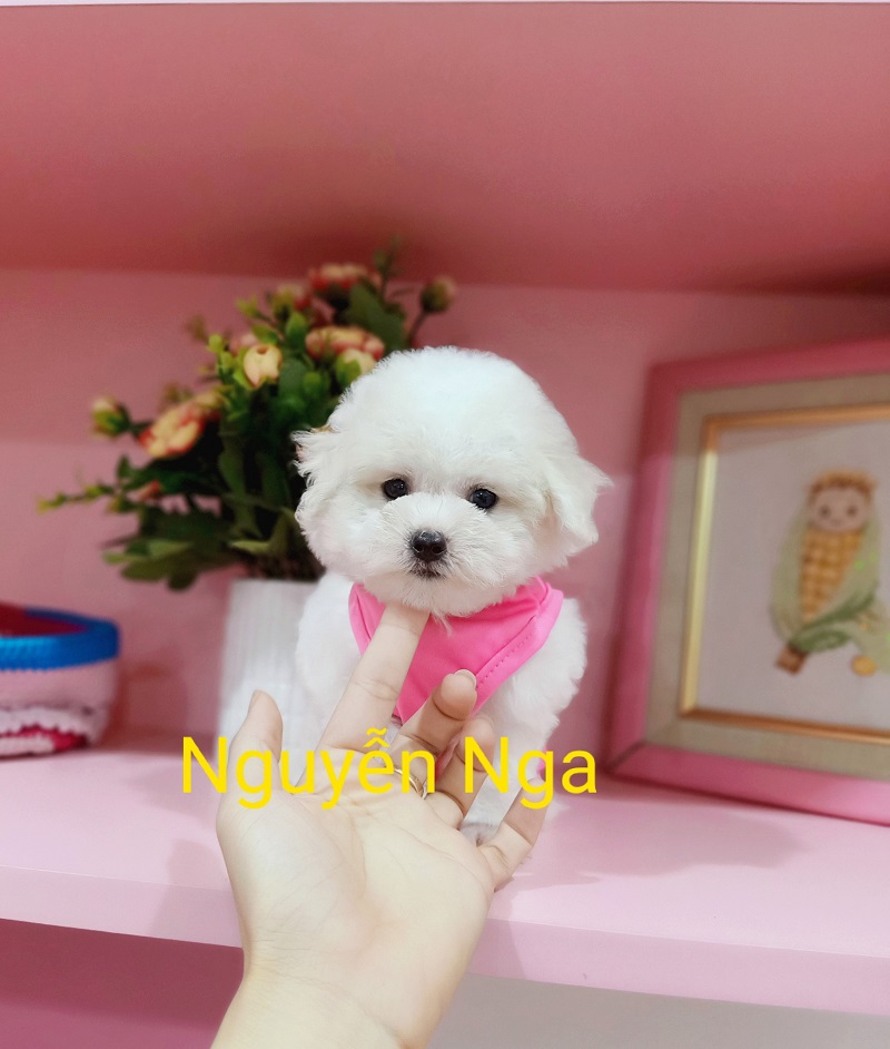 Chó Poodle - TT 15008