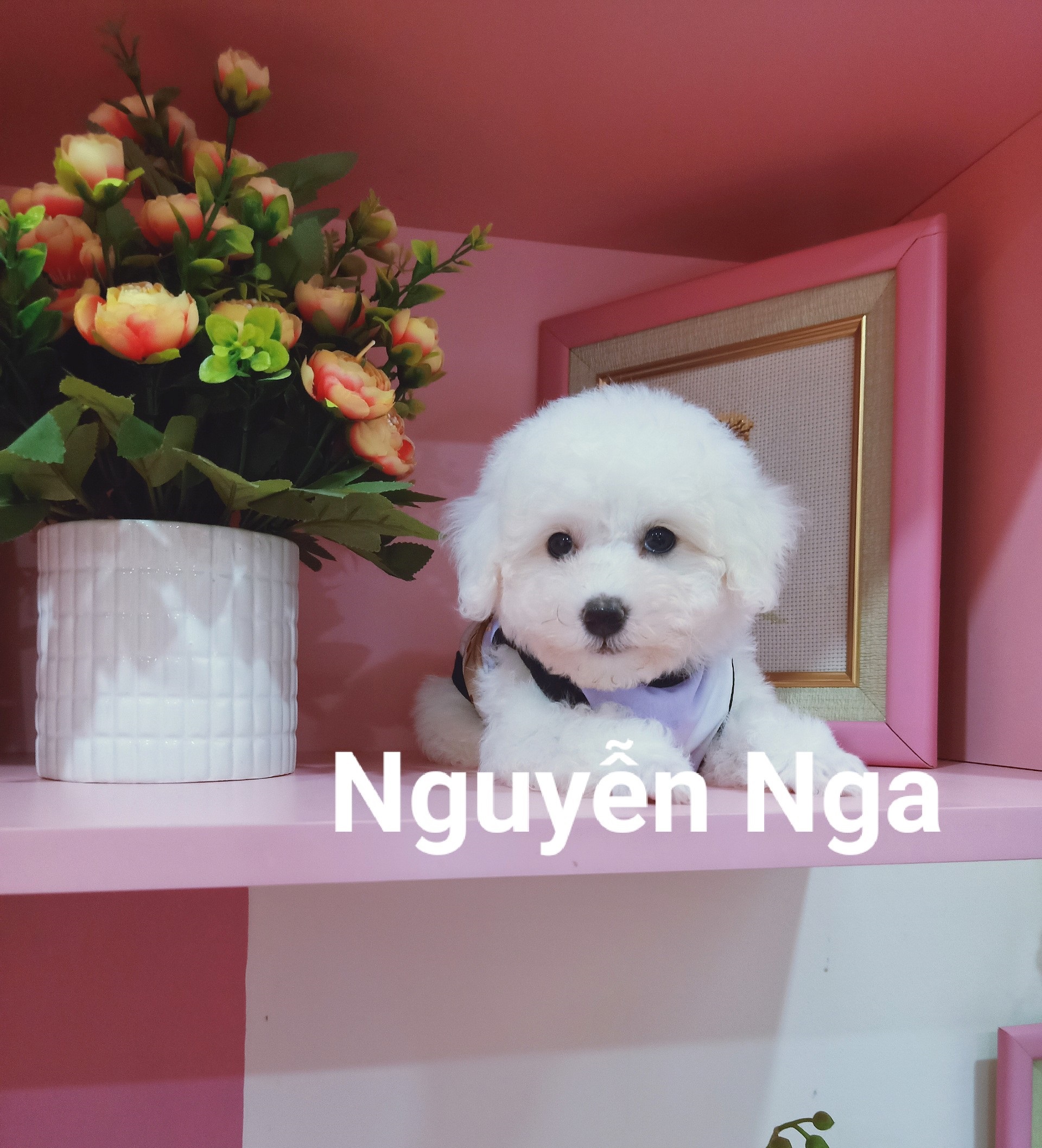 Chó Poodle - PT 15014