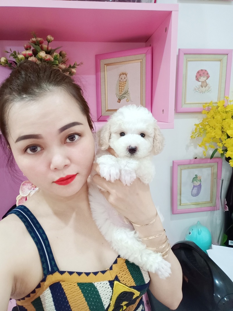 Chó Poodle Đẹp Tại Shop Chó Cảnh Nguyễn Nga