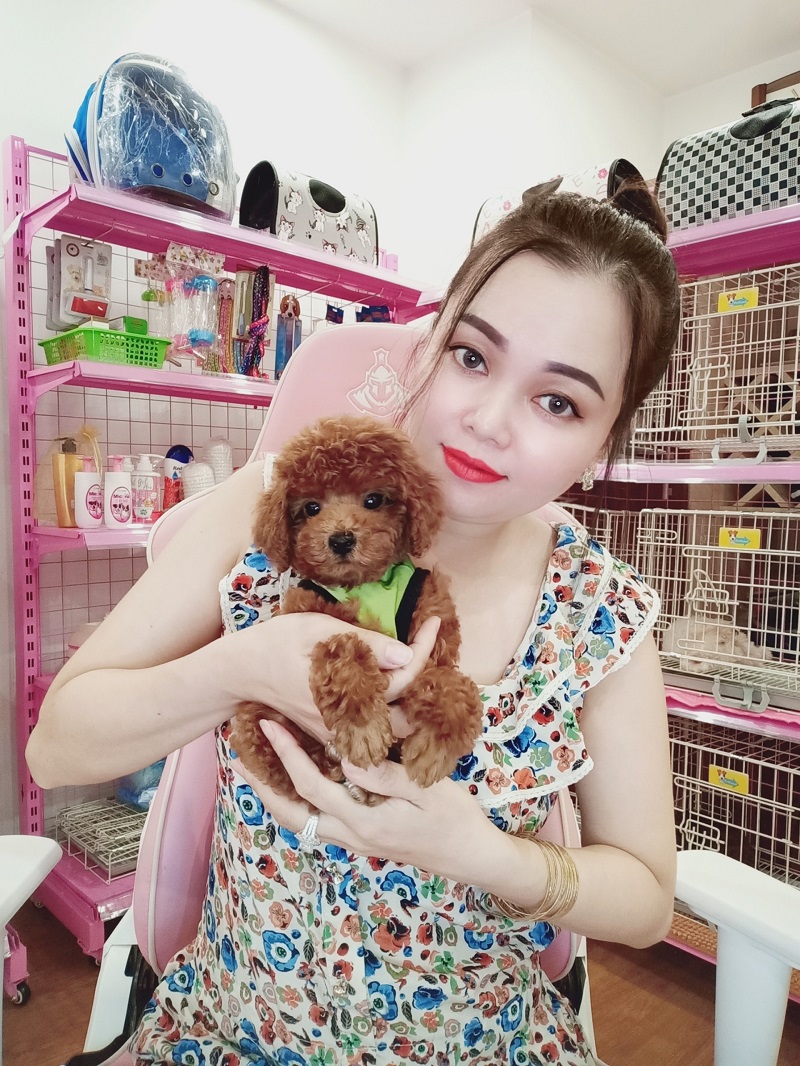 Chó Poodle -PT 16168