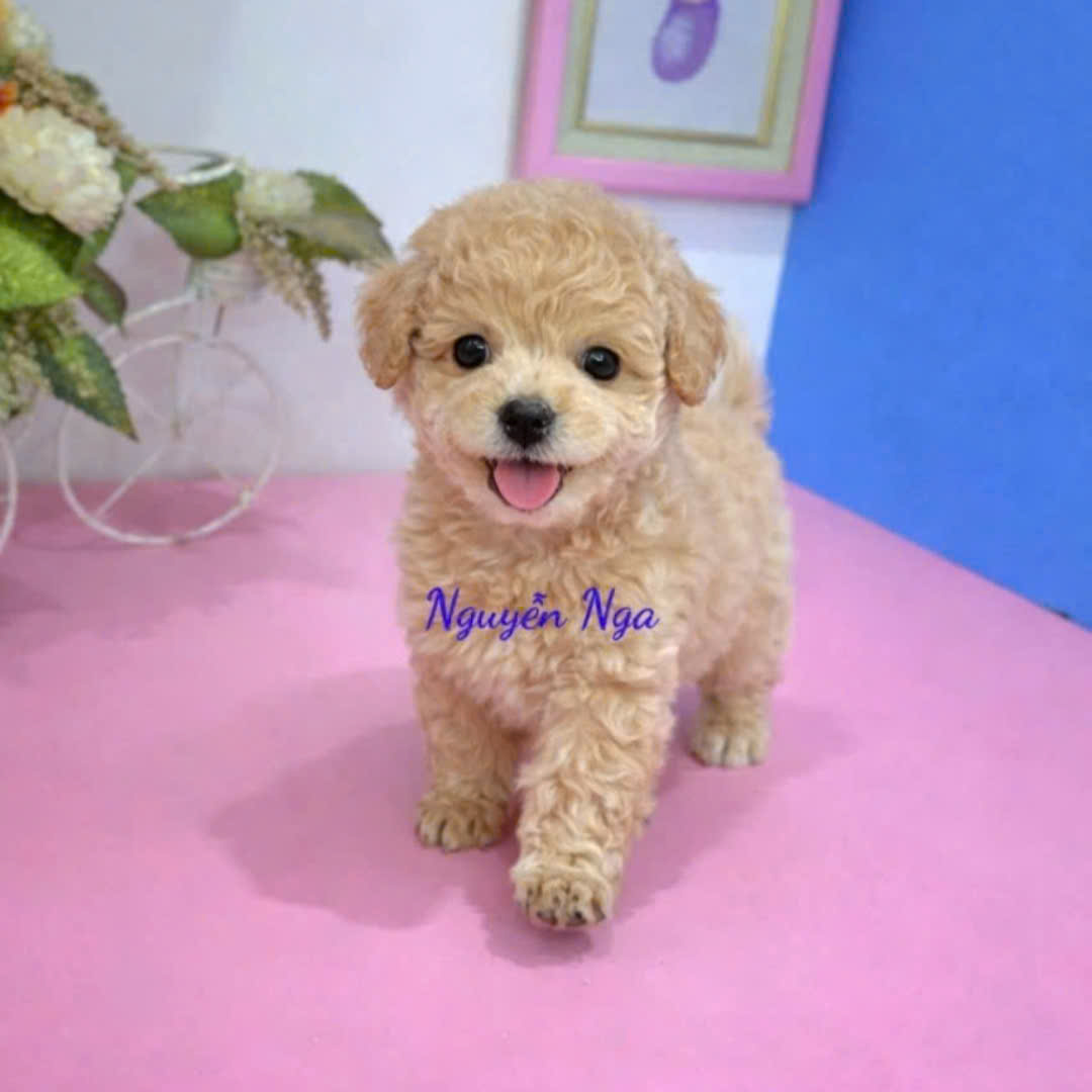 Chó Poodle - PDM 16038