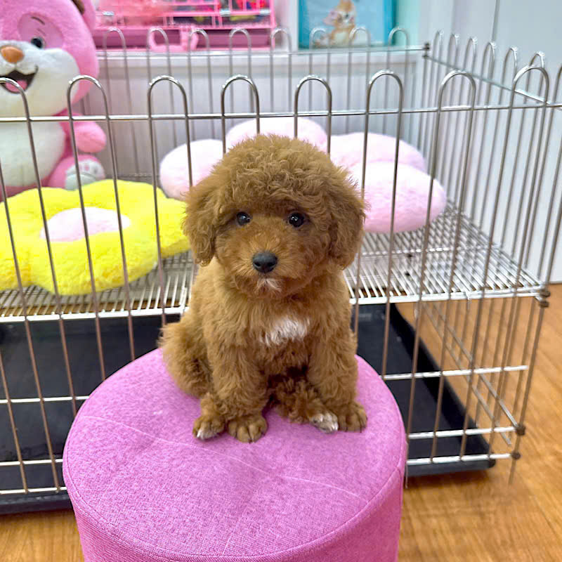 Chó Poodle - PN 15015