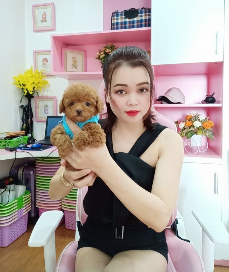 Chó Poodle - PV 15000