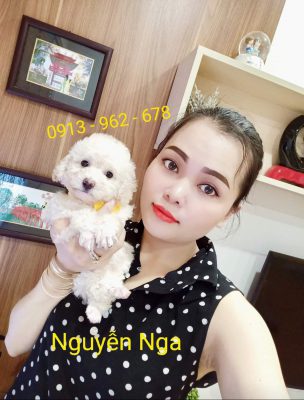 mua-cho-poodle mua-cho-poodle