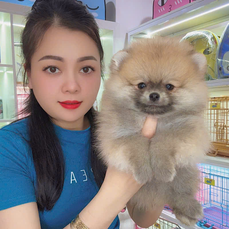 Chó Phốc Sóc Vàng