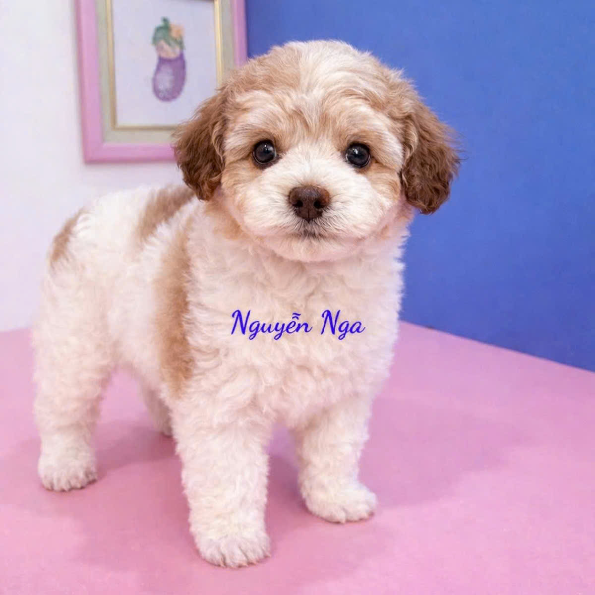 Chó Poodle _ PDB 12036