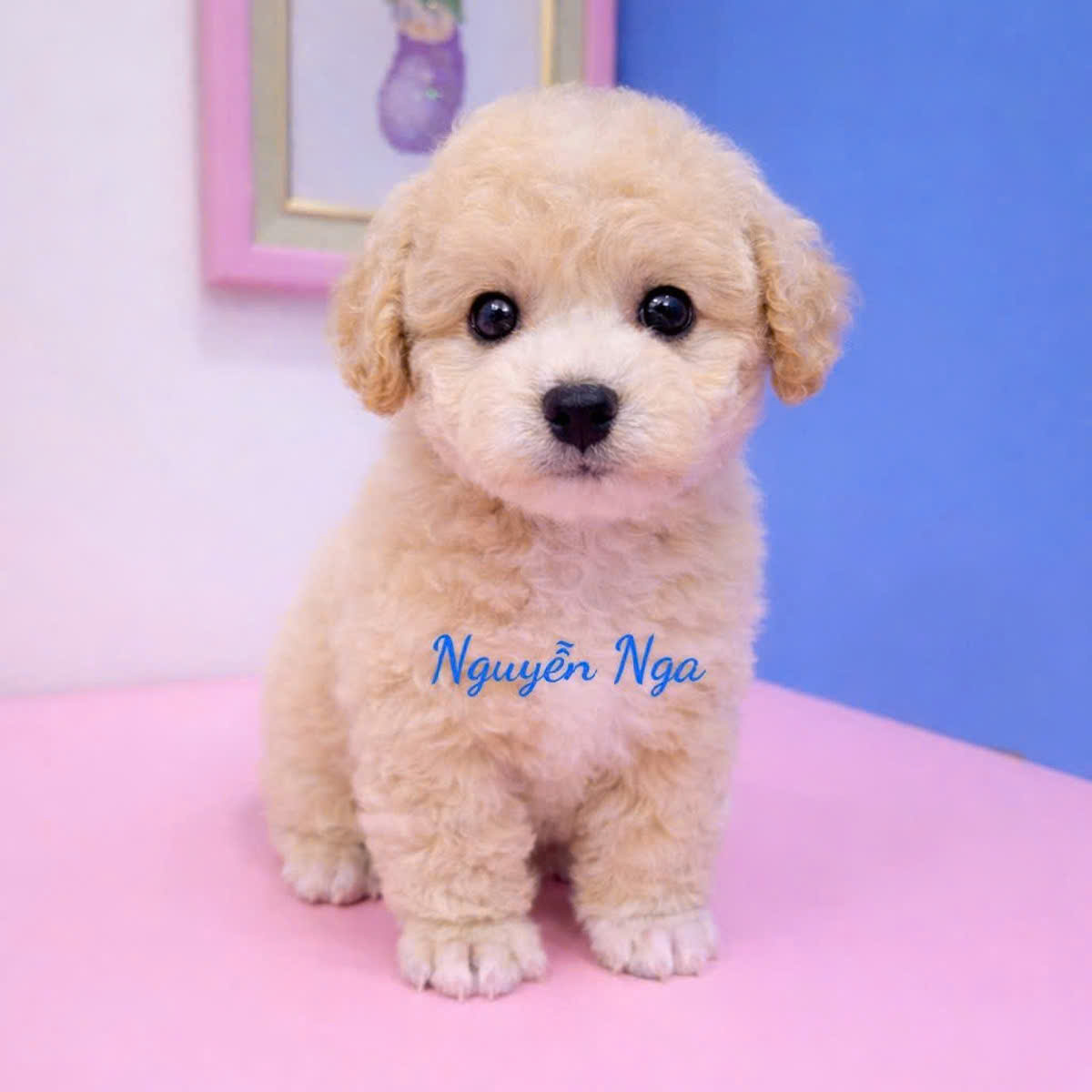 Chó Poodle vàng mơ