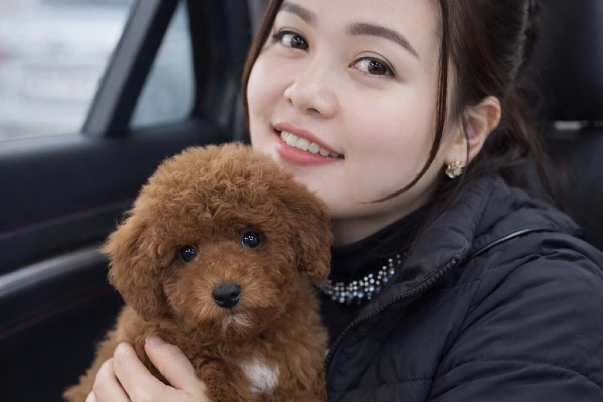 Mua Chó Poodle Hà Nội - Địa Chỉ Uy Tín, Thuần Chủng Tại Poodle.com.vn