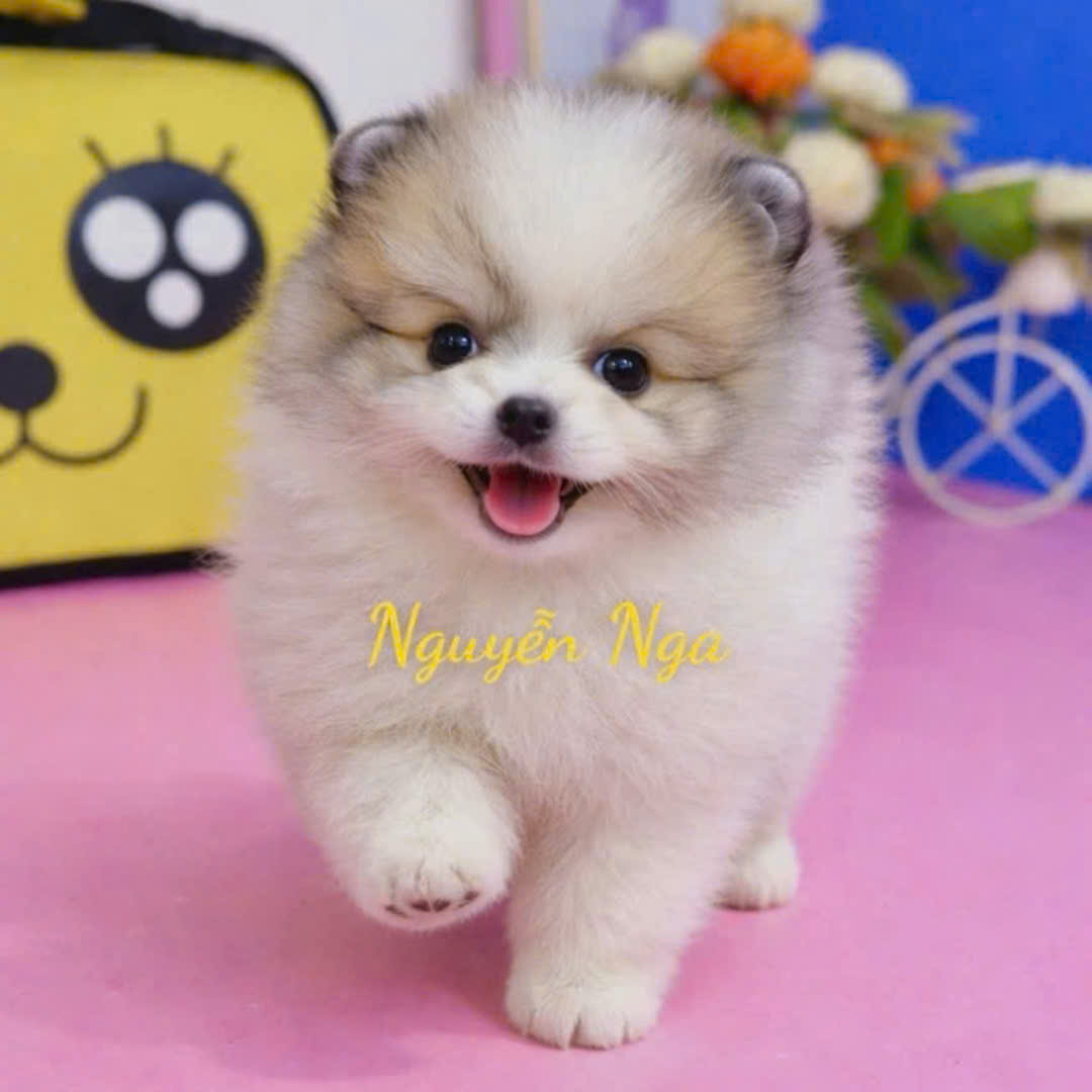 Chó Phốc Sóc - PSPT16038