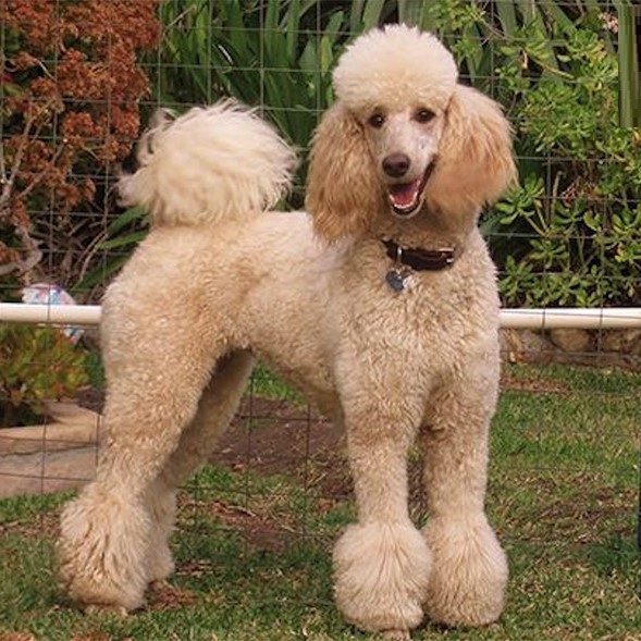 Standard Poodle