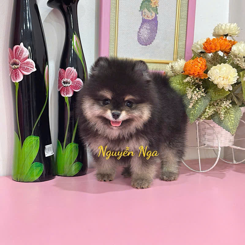 Chó Phốc Sóc Vàng