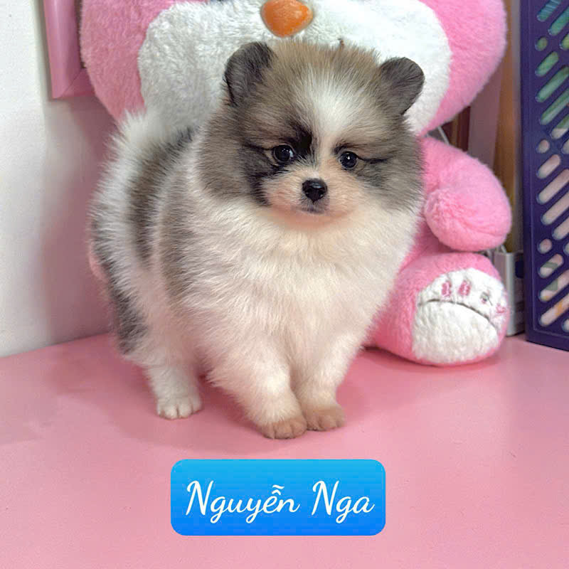 Giá Chó Phốc Sóc Mới Nhất 2026 – Bảng Giá Chuẩn & Kinh Nghiệm Mua