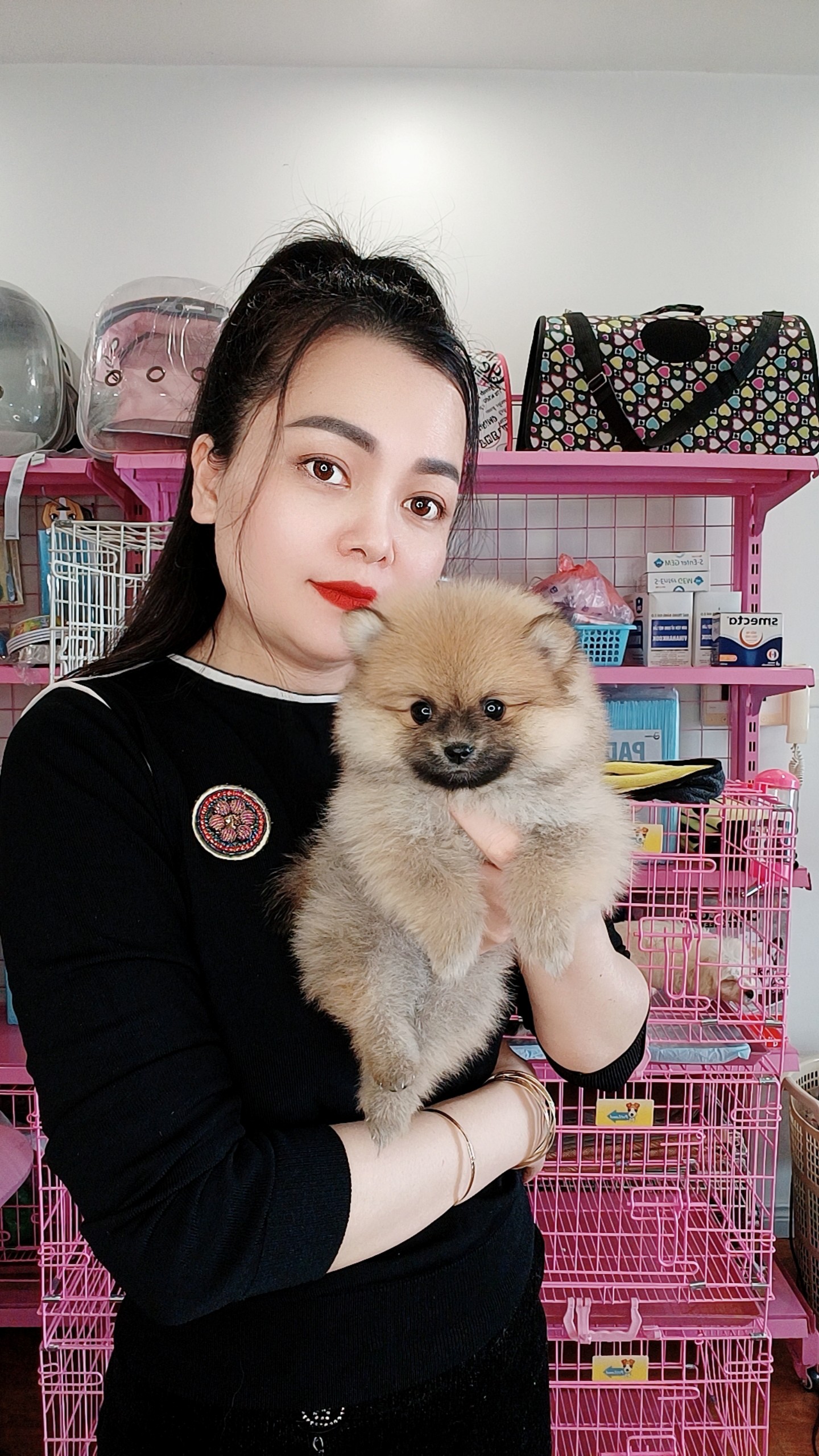 Chó Phốc Sóc - PSV 16001