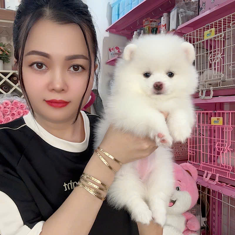 Chó Phốc Sóc Trắng