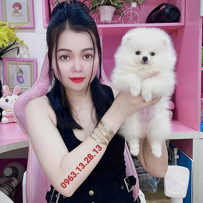 Chó Phốc Sóc- T2312