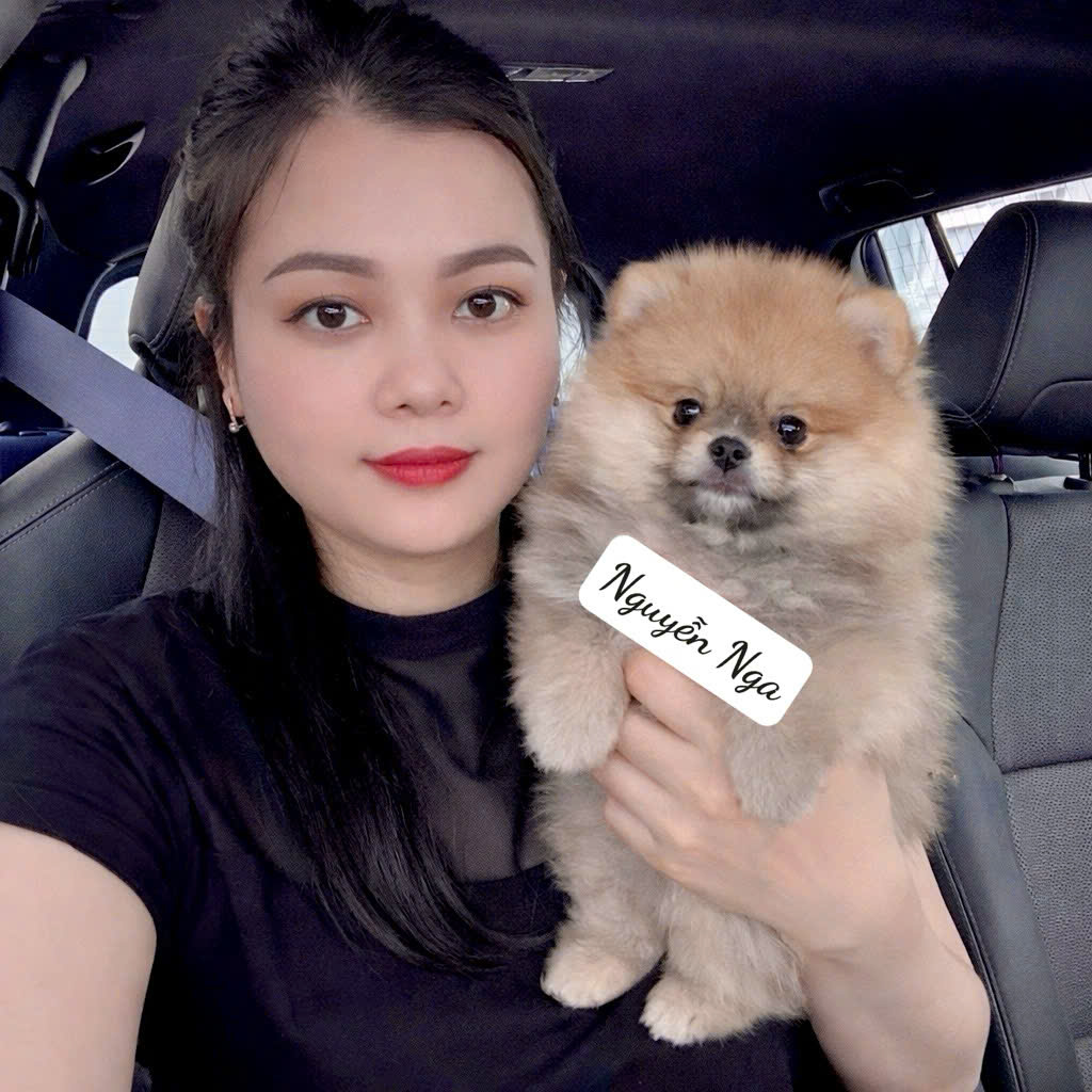 Chó Phốc Sóc Blacktan