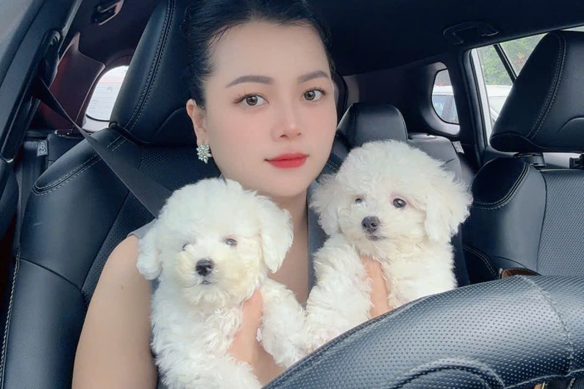 poodle.com.vn/mua-cho-poodle-ha-noi