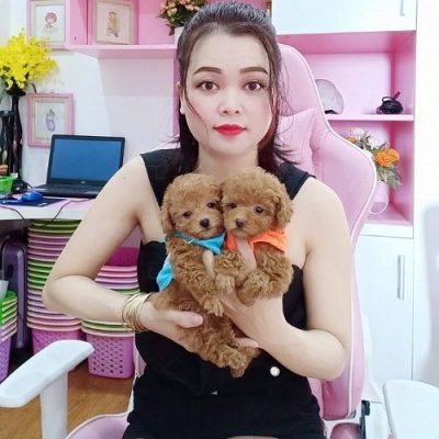 Bán Chó Poodle- Cửa Hàng Bán Chó Poodle Hà Nội.